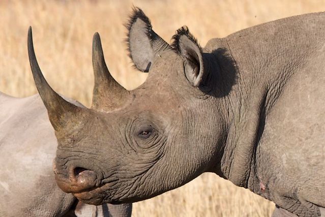 The best photos of wild nature (55 pics)