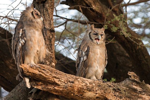 The best photos of wild nature (55 pics)