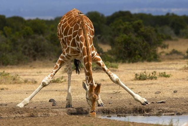 The best photos of wild nature (55 pics)