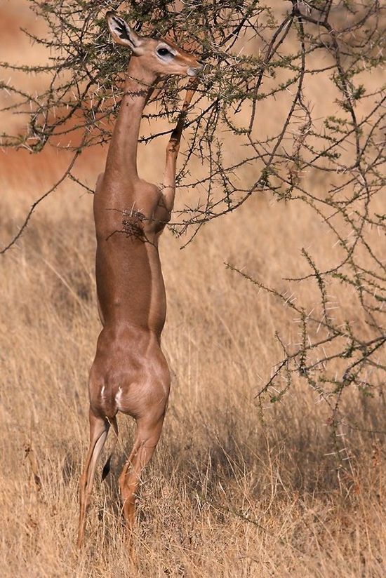 The best photos of wild nature (55 pics)