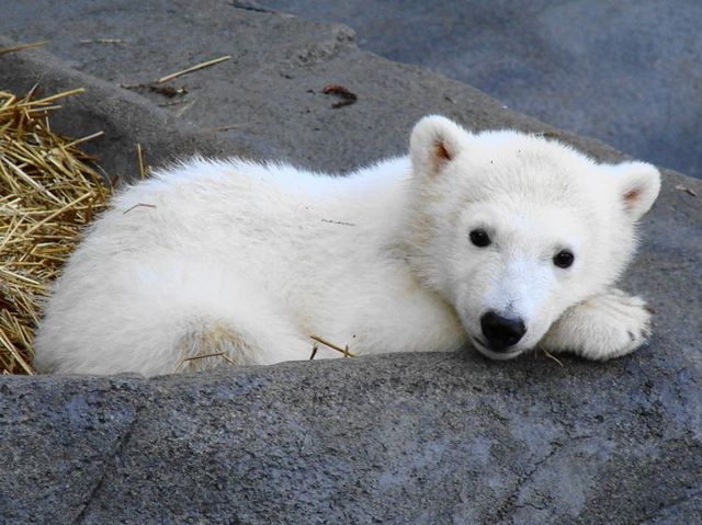 The best photos of wild nature (55 pics)