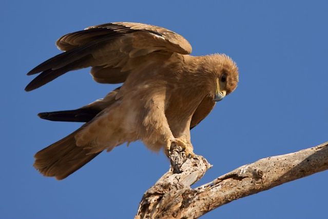 The best photos of wild nature (55 pics)