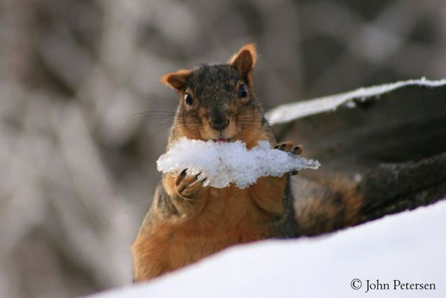 The best photos of wild nature (55 pics)