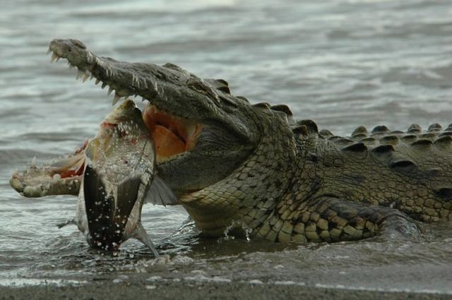 The best photos of wild nature (55 pics)