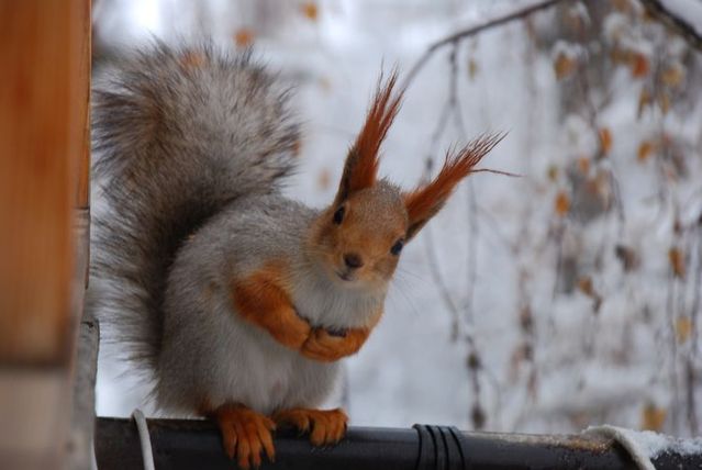 The best photos of wild nature (55 pics)