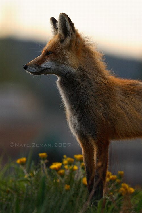 The best photos of wild nature (55 pics)