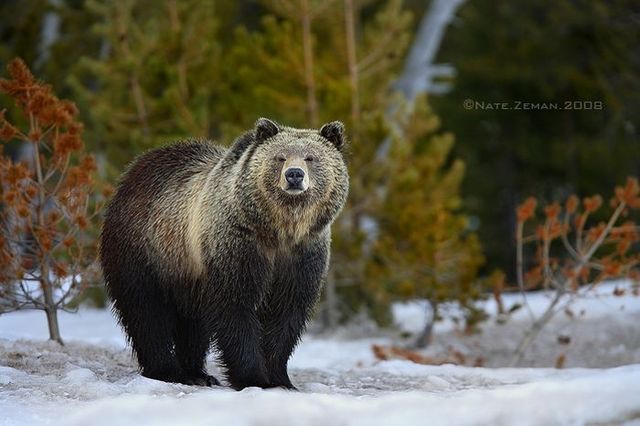 The best photos of wild nature (55 pics)