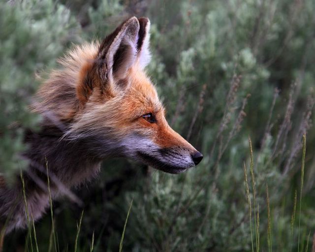 The best photos of wild nature (55 pics)