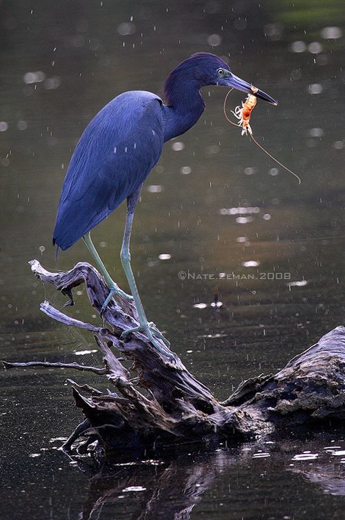 The best photos of wild nature (55 pics)
