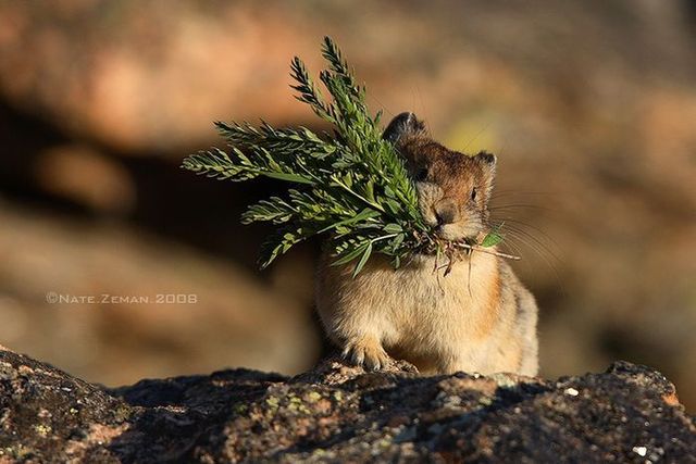 The best photos of wild nature (55 pics)