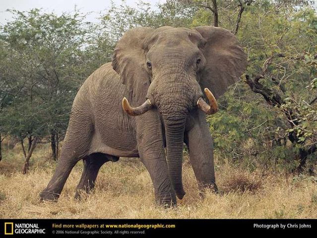 The best photos of wild nature (55 pics)