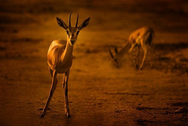 The best photos of wild nature (55 pics)