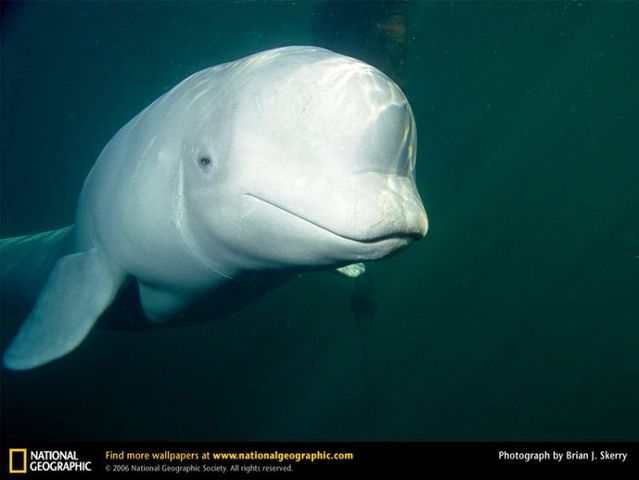 The best photos of wild nature (55 pics)