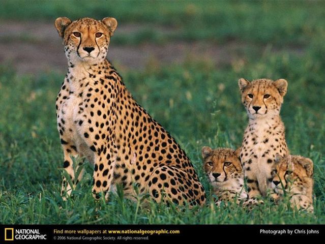 The best photos of wild nature (55 pics)