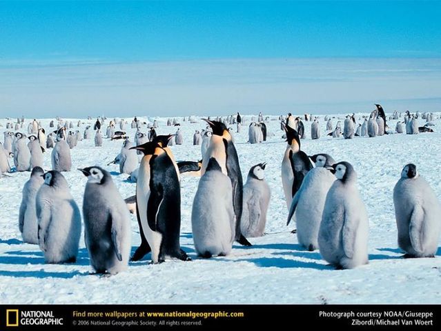 The best photos of wild nature (55 pics)