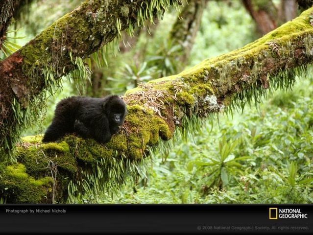 The best photos of wild nature (55 pics)