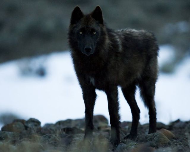 The best photos of wild nature (55 pics)