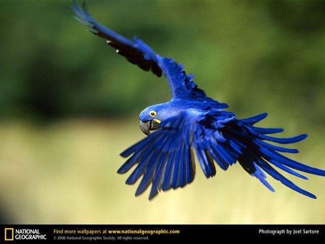 The best photos of wild nature (55 pics)
