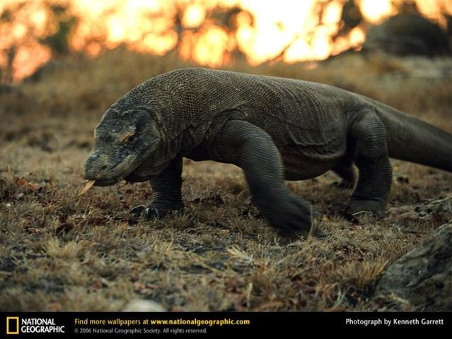 The best photos of wild nature (55 pics)
