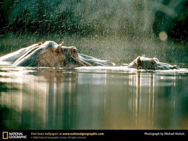 The best photos of wild nature (55 pics)