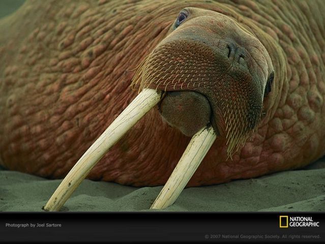 The best photos of wild nature (55 pics)