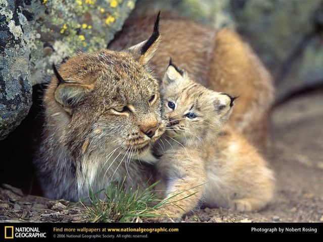 The best photos of wild nature (55 pics)