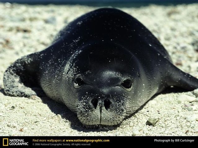 The best photos of wild nature (55 pics)