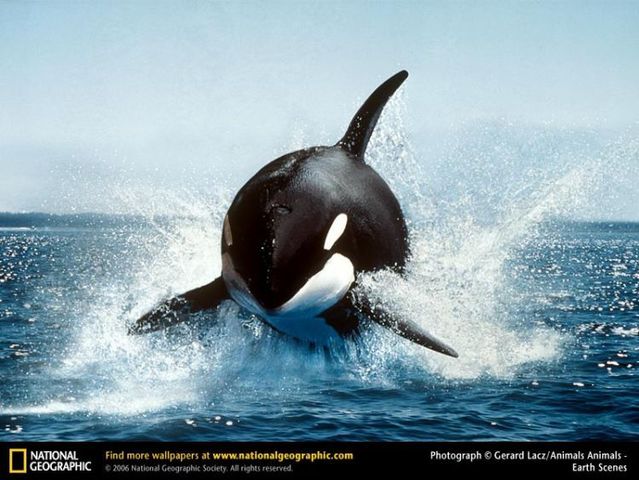 The best photos of wild nature (55 pics)
