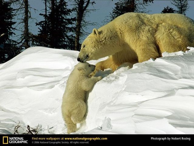 The best photos of wild nature (55 pics)