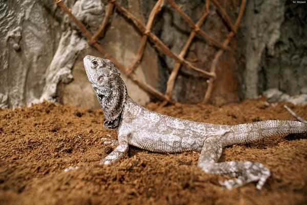 The best photos of wild nature (55 pics)