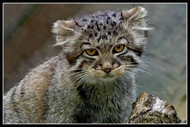 The best photos of wild nature (55 pics)