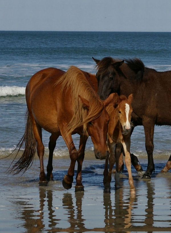 The best photos of wild nature (55 pics)