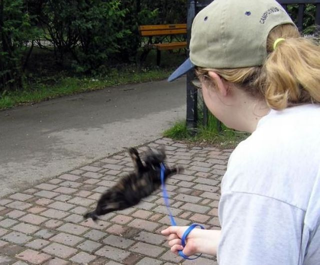Funny situations where domestic cats go walking on the street (44 photos)