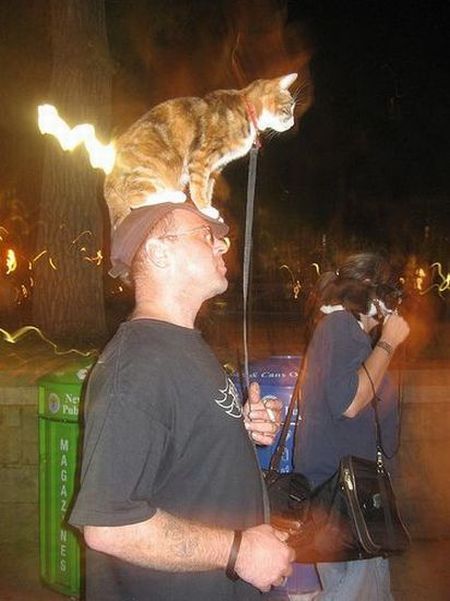Funny situations where domestic cats go walking on the street (44 photos)