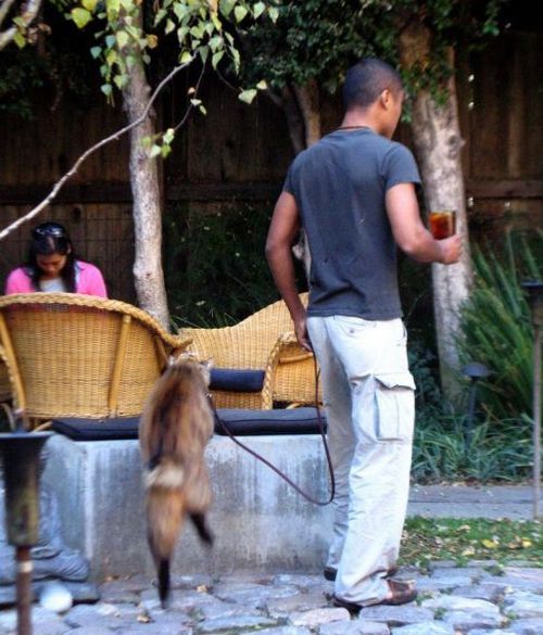 Funny situations where domestic cats go walking on the street (44 photos)