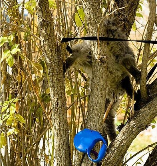 Funny situations where domestic cats go walking on the street (44 photos)