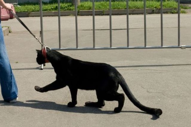 Funny situations where domestic cats go walking on the street (44 photos)
