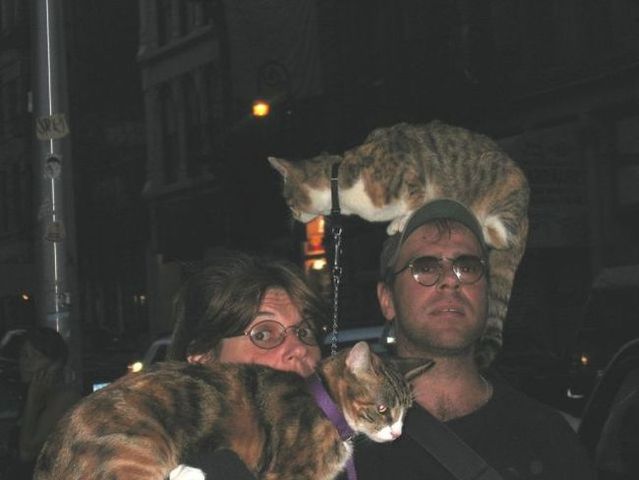 Funny situations where domestic cats go walking on the street (44 photos)