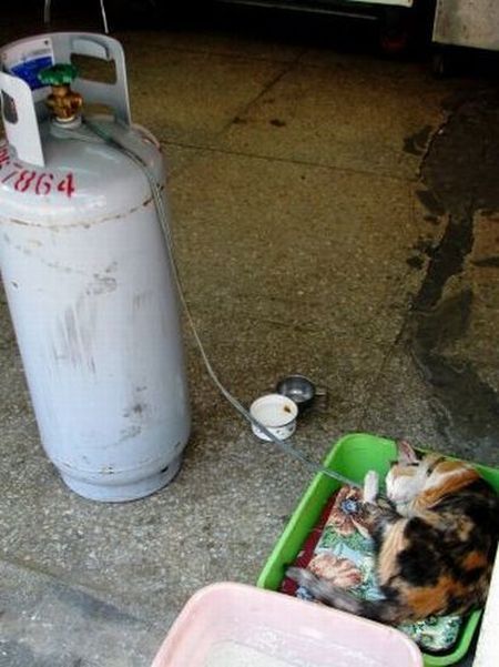 Funny situations where domestic cats go walking on the street (44 photos)