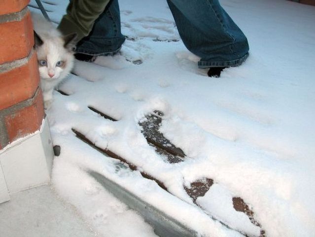 Funny situations where domestic cats go walking on the street (44 photos)