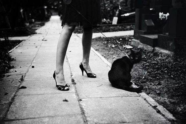 Funny situations where domestic cats go walking on the street (44 photos)