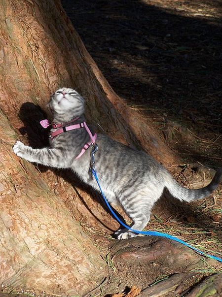 Funny situations where domestic cats go walking on the street (44 photos)