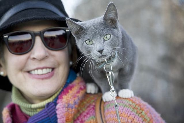 Funny situations where domestic cats go walking on the street (44 photos)
