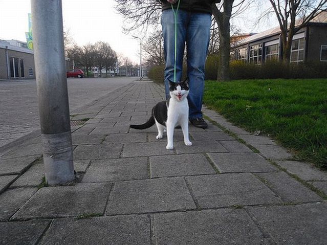 Funny situations where domestic cats go walking on the street (44 photos)
