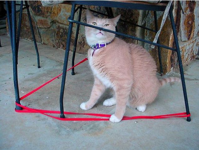 Funny situations where domestic cats go walking on the street (44 photos)