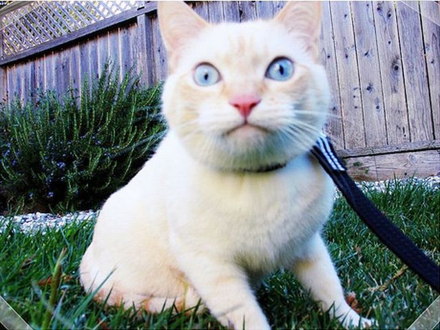 Funny situations where domestic cats go walking on the street (44 photos)