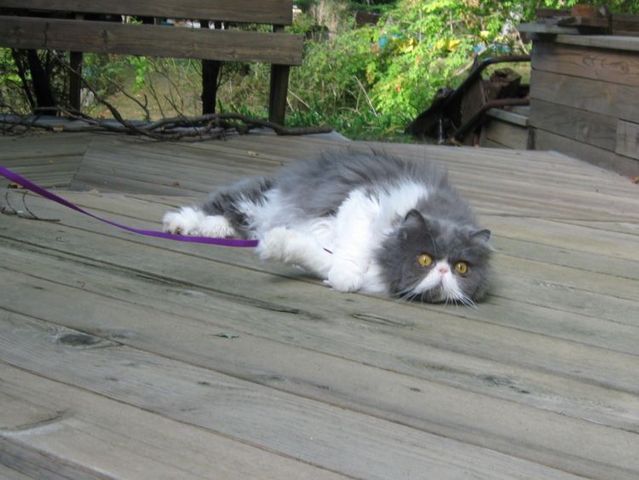 Funny situations where domestic cats go walking on the street (44 photos)