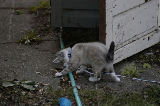 Funny situations where domestic cats go walking on the street (44 photos)