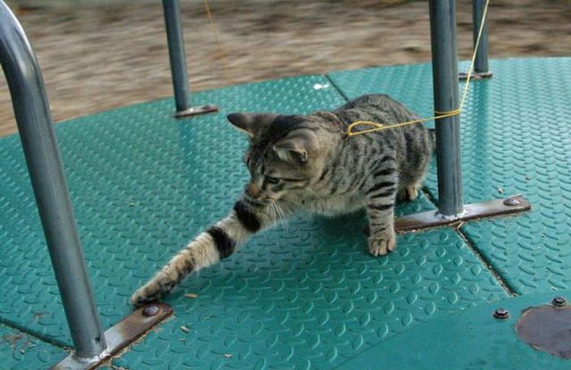 Funny situations where domestic cats go walking on the street (44 photos)