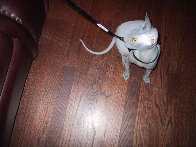 Funny situations where domestic cats go walking on the street (44 photos)